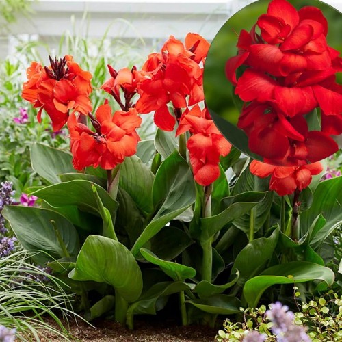 Canna 'Happy Carmen®' - Kanna 'Happy Carmen®'